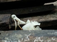 -七仙岭温泉国家森林公园
