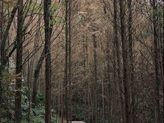 -凤栖山