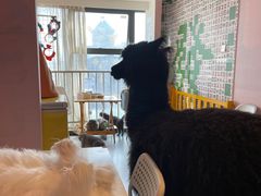-我爱猫咪·猫咖·狗咖·安哥拉兔·羊驼咖(小寨华旗店)