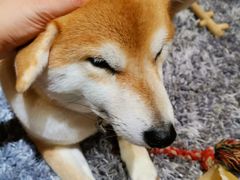 -柴务处·柴犬主题狗咖