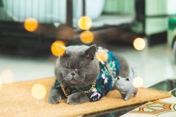 -ONE·男士国潮·美式渐变·理发馆·BARBER SHOP