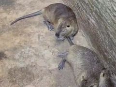 -海南热带野生动植物园