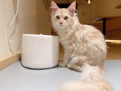 -猫腻·猫咖·撸猫馆(星光大道店)