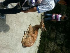 android_upload_pic-碧峰峡风景区