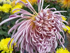 -贵州省植物园