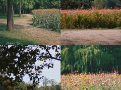 -上海共青森林公园