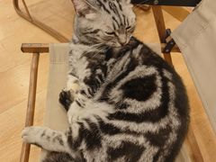 -猫咪派对(江南西店)