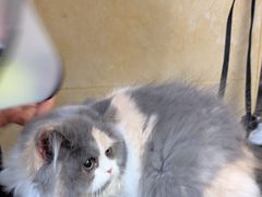 -佳雯宠物医院·皮肤科·内外科(春晓路分院)