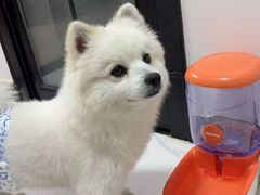 -贵族宠物·宠物美容(三阳路店)