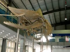 -上海海洋大学鱼文化博物馆(军工路校区)