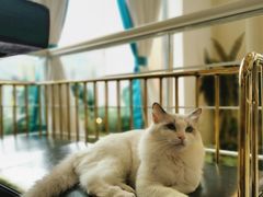 -喵喵咪呀布偶猫咖(春熙路店)