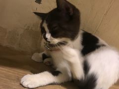 -猫小院猫主题咖啡厅(北锣店)