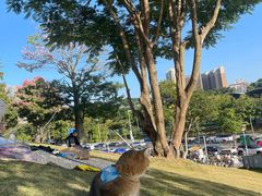 -白石龙音乐公园