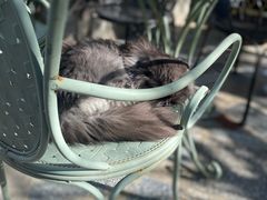 -喵屿·大理花园猫咖