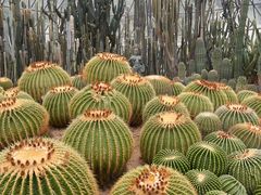 -深圳仙湖植物园