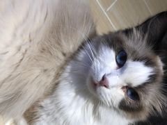 -momokira米努特·德文卷毛猫·棉花面纱犬