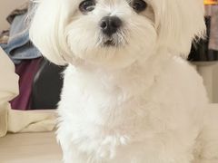 -安安宠医宠物医院·异宠·犬猫内科(岳阳分院)