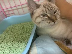 -瑞鹏宠物医院·骨科·猫科·内科(第一中心)