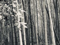 -杭州半山国家森林公园