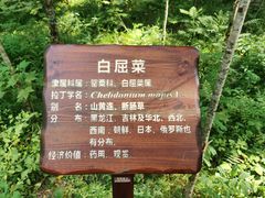 -汤旺河林海奇石景区