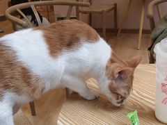 -猫咪派对(江南西店)