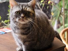 -豆逗聊愈猫阁Easy Life