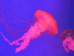 -芜湖新华联大白鲸海洋公园