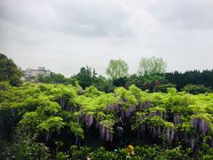 -嘉定紫藤园