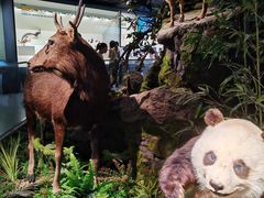 -四川大学博物馆