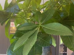-鹿栖.精油SPA(金山世纪城店)