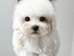 -读宠于你·约克夏比熊·睫角守宫·爬宠售卖(高新店)