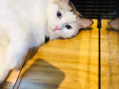 -啵啵喵·猫咖(攀华国际店)