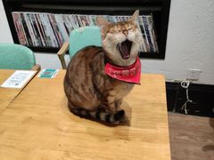 -猫色咖啡·猫咖