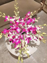 -MIDA蜜哒•科技逆龄美肤连锁