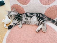 -猫咪派对(江南西店)