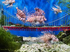 -太平洋海底世界