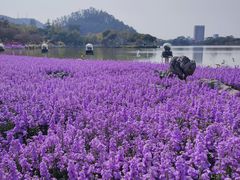-顺峰山公园