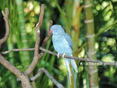 -广州长隆飞鸟乐园