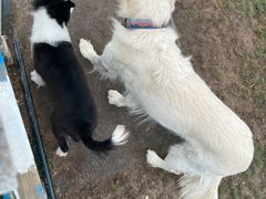 -趣玩宠物乐园寄养训犬训狗游泳池