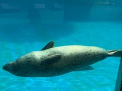 -珠海长隆海洋王国