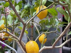 -循礼门鲜花花市(武汉循礼门店)