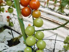 -苏州太湖西山岛开心农场