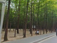 -日照海滨国家森林公园