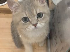 -袖虎·猫馆(体育西路店)