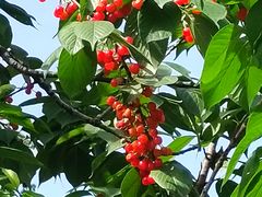 -樱桃山旅游景区