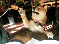 -百好乐宠物友好餐厅(朝外大街店)