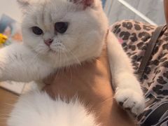 -瑞派·关忠动物医院·猫专科·犬专科(三环新城店)