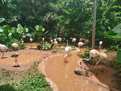 -海南热带野生动植物园