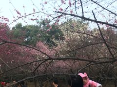 -武汉大学-樱园