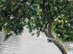 -荔湾湖公园